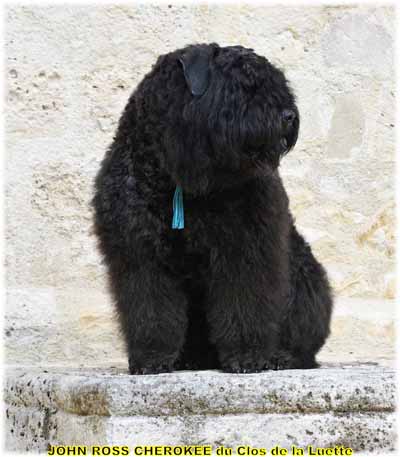 JOHN ROSS CHEROKEE  © Elevage de bouviers des flandres du Clos de la Luette specialisé pour le bouvier des flandres Copyrigth depose